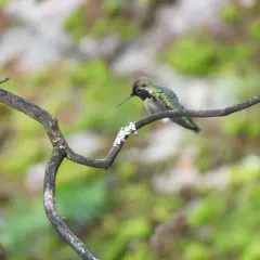 Anna's Hummingbird thumbnail 2