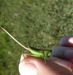 Straight-lanced Meadow Katydid thumbnail 4