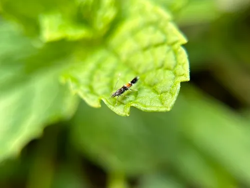 Beautiful Cosmopterix Moth