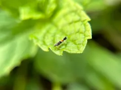 Beautiful Cosmopterix Moth thumbnail 1