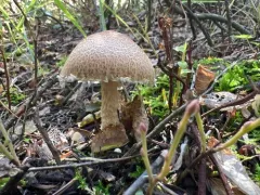 Penguin-spored Lepiota thumbnail 3