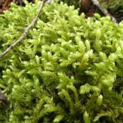 rough goose neck moss thumbnail 3