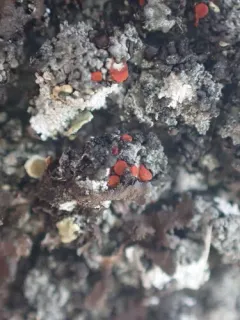 Parasitic Firedot Lichen thumbnail 3