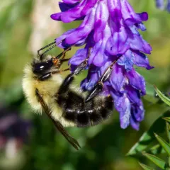 Two-spotted Bumble Bee thumbnail 4