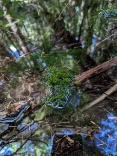 Jagged Germanderwort thumbnail 2