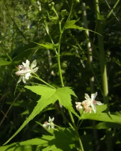 Virginia Mallow thumbnail 3