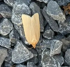 Pallid Leafroller Moth thumbnail 1