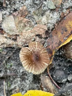 Inocybe subradiata thumbnail 2