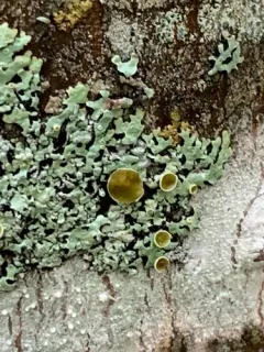 Parmelia fertilis thumbnail 3