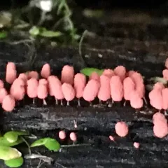 carnival candy slime mold thumbnail 3