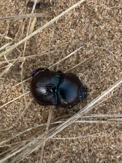 Common Dor Beetle thumbnail 2