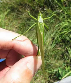 Texas Bush Katydid thumbnail 3