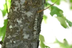 Verrill's Underwing thumbnail 3