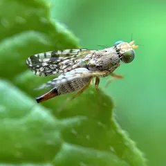 Sunflower Seed Maggot thumbnail 4