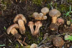 Cortinarius semivestitus thumbnail 2