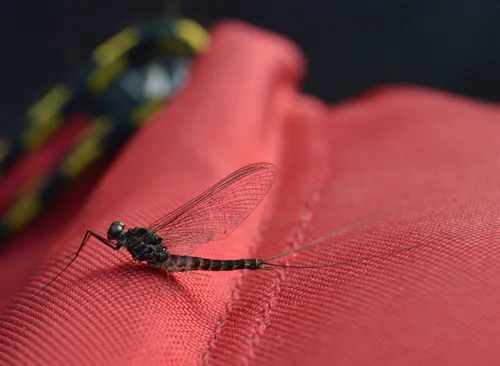 Rhithrogena undulata