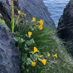 seep monkeyflower thumbnail 3