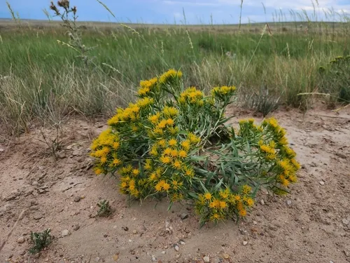 Ward's False Goldenweed