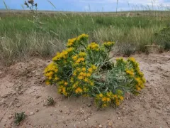 Ward's False Goldenweed thumbnail 1