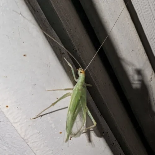 Riley's Tree Cricket