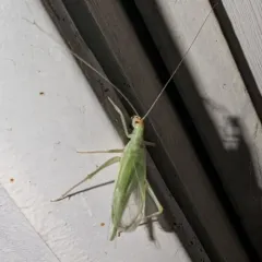 Riley's Tree Cricket thumbnail 1