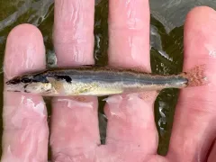 Longhead Darter thumbnail 3
