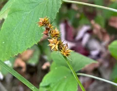 foxtail sedge thumbnail 2