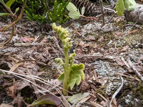 American moonwort