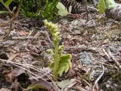 American moonwort thumbnail 1