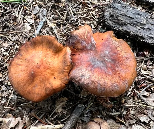 Cortinarius quercophilus