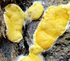 Trichoderma sulphureum thumbnail 3
