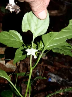 chili pepper thumbnail 2