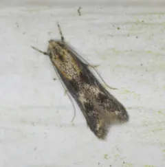 Apple Pith Moth thumbnail 3