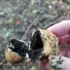 Onion Earthball thumbnail 3
