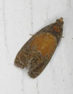 Fern Olethreutes Moth thumbnail 3