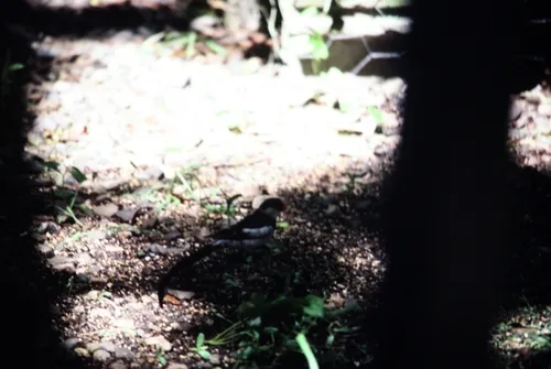 Pin-tailed Whydah