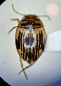 Nectoporus obesus thumbnail 4