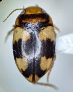 Hornectes quadrimaculatus thumbnail 1