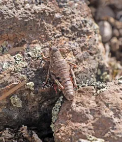 Slow Mountain Grasshopper thumbnail 3