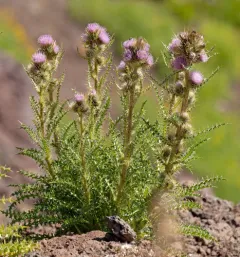 Peck's Thistle thumbnail 4
