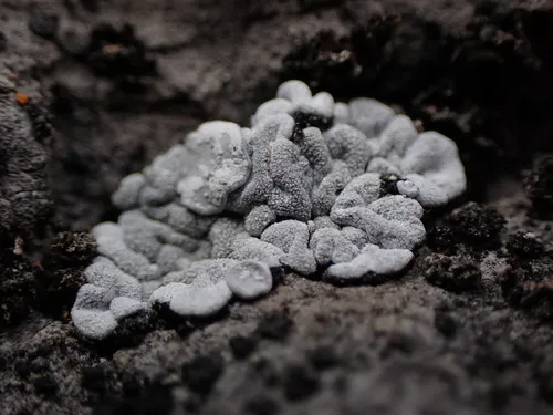 Thalloidima candidum