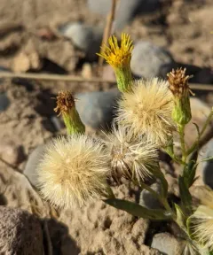 Rayless False Goldenaster thumbnail 3