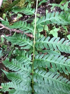 log fern thumbnail 3