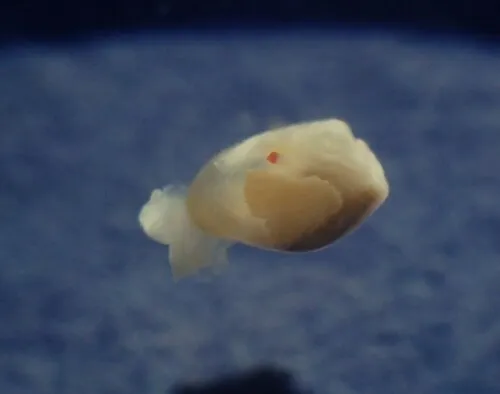California Diaphana