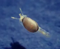 Pear Marginella thumbnail 4