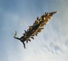 Enteromorpha-eating Sapsucker thumbnail 3