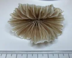 Ivory Stone Coral thumbnail 2