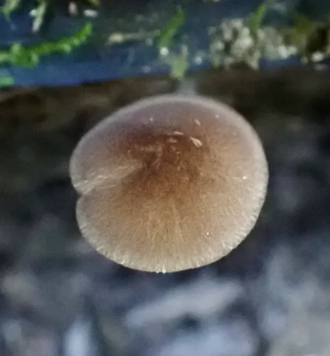 Pluteus seticeps