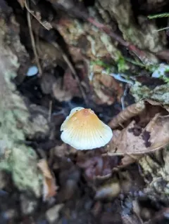 Atheniella leptophylla thumbnail 4