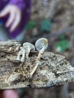 Lentinellus micheneri thumbnail 4